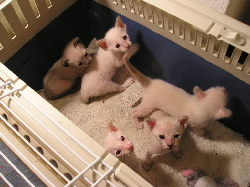 Gang of little rascals 07.07.06