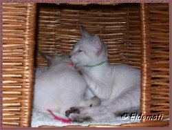 Fiona-Amaryllis mit dem gr�nen Halsband