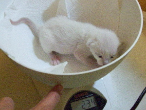Heartbreaker wiegt schon 234 g