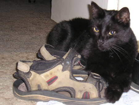 Merlin*s new shoes are to large