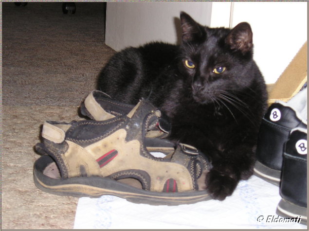Merlins neue Schuhe sind zu groß Merlins neue Schuhe sind zu groß