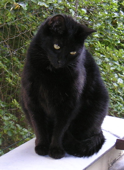 Merlin