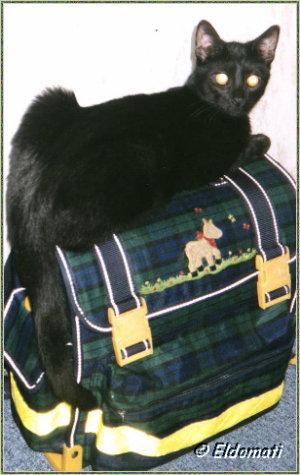 Merlin will auch zur Schule gehen Herbst 2003 Merlin will auch zur Schule gehen Herbst 2003