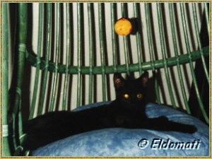 Lieblingsplatz (hier traut sich Bobby nicht her!) Herbst 2003 Lieblingsplatz (hier traut sich Bobby nicht her!) Herbst 2003