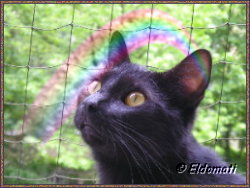 Merlin im Juni 2004 Merlin im Juni 2004