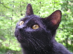 Merlin