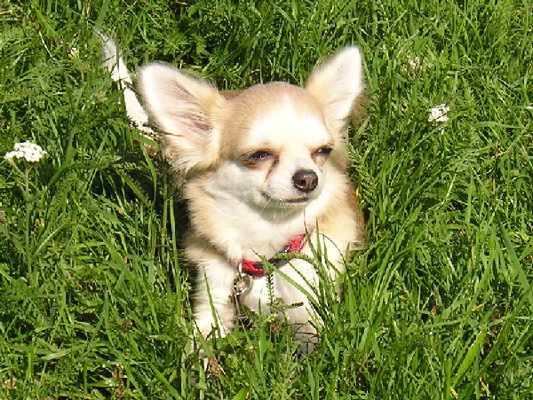 Zohra in der Hundeschule